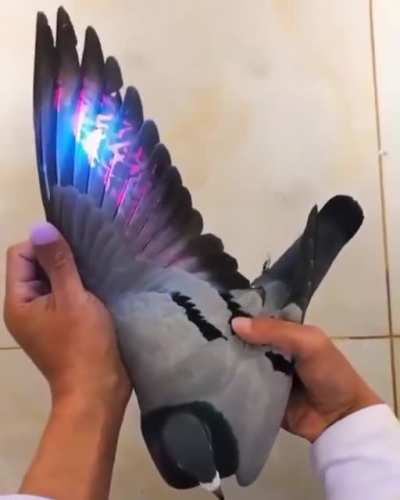 Shedding "UV" light on a pigeon
