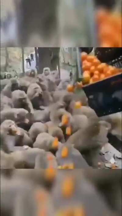 Agent orange is an instrument of chaos