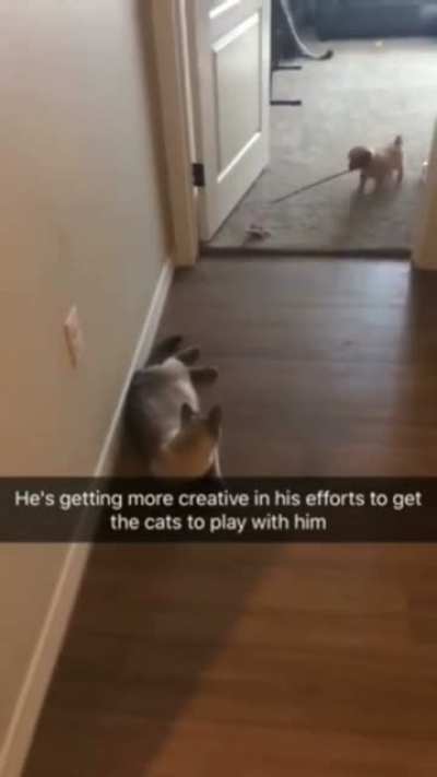 Please play with this good boy