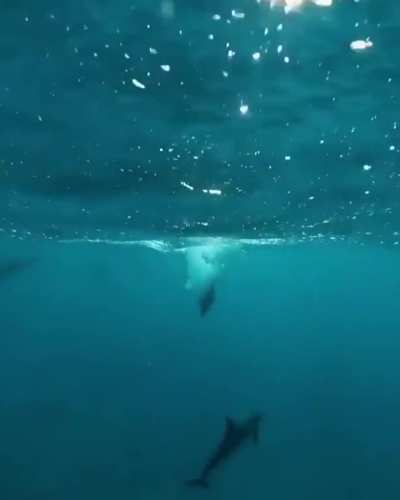 ? The perfect jump