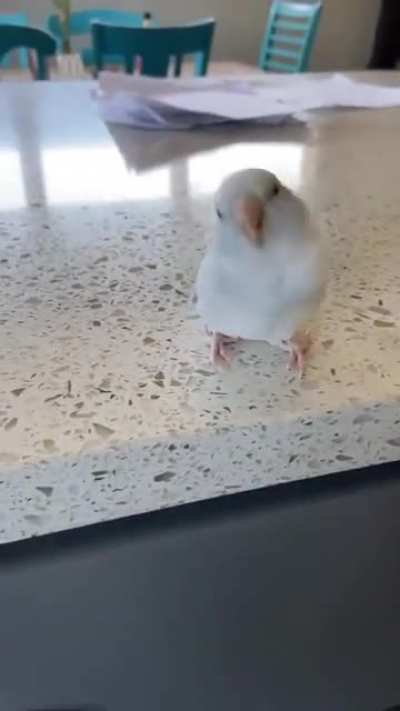 ?:I have wings, I jump if I don't fly