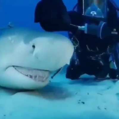 ?Petting a Lemon Shark?