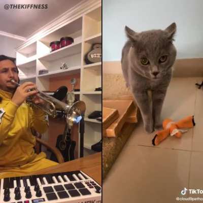 Cat's Got Talent ? ?‍⬛