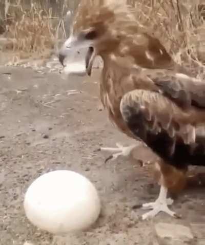 ? This eagle has a unique way of getting to the good part of an egg. ?