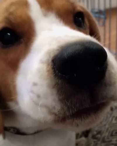 nOm NoM nOm