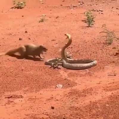 ? mongoose takes on a cobra