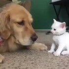 boop boop