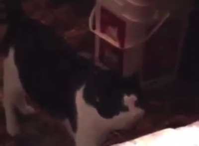 My cat gets really angry when I forget to feed him