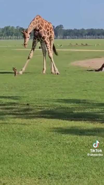 ? Giraffe meets the tiny adorable deer fawn..