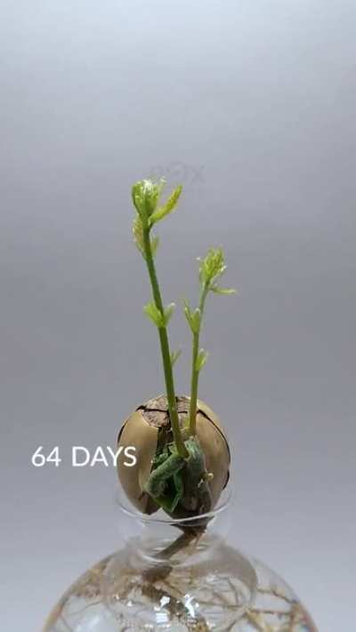? Time lapse of an oak tree sprouting from an acorn