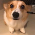 Fully Charged Doggo.