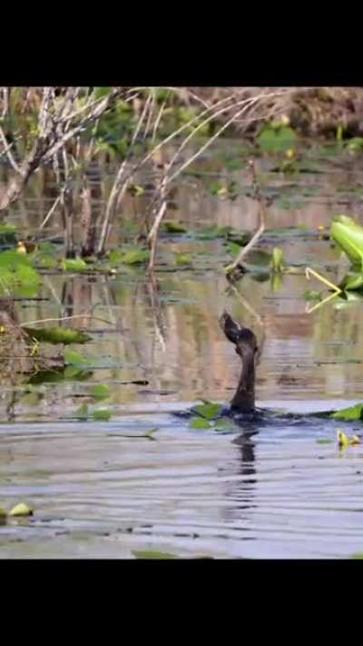 ? Cormorant swallowing its breakfast whole