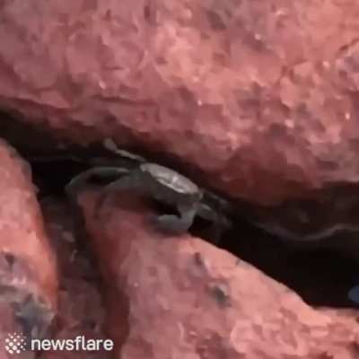 Don't mess with this guy