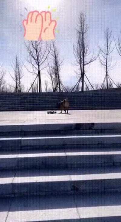 This dog skates better than me ?