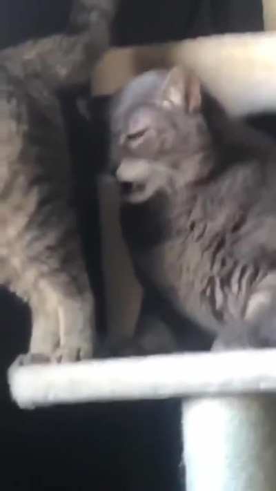 Regret cat