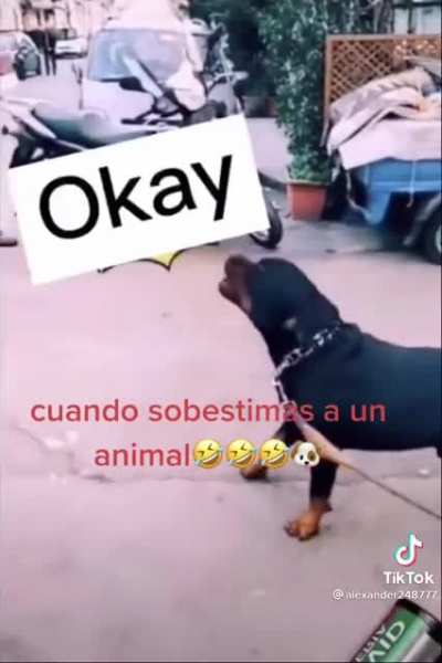 When the dog is smarter than you.