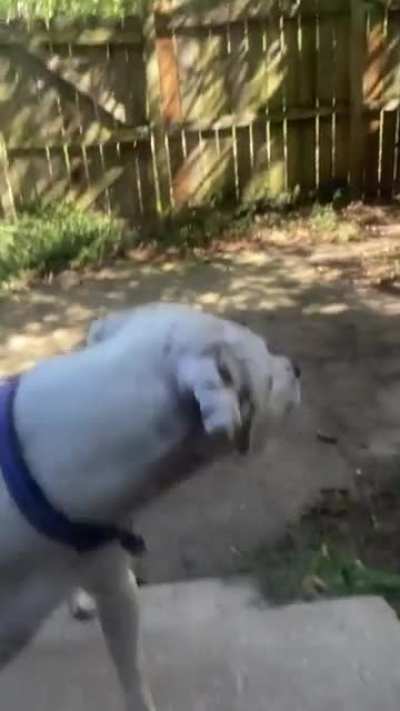 Bro let your dog in?