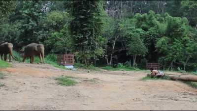 "Injured" man calling for help in Thailand