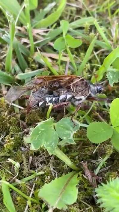 How is this bug even still alive?