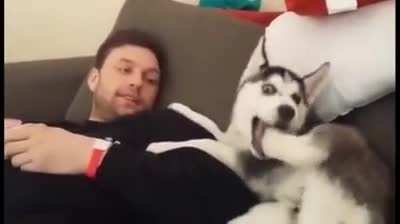 Husky puppy has "heated debate" with human