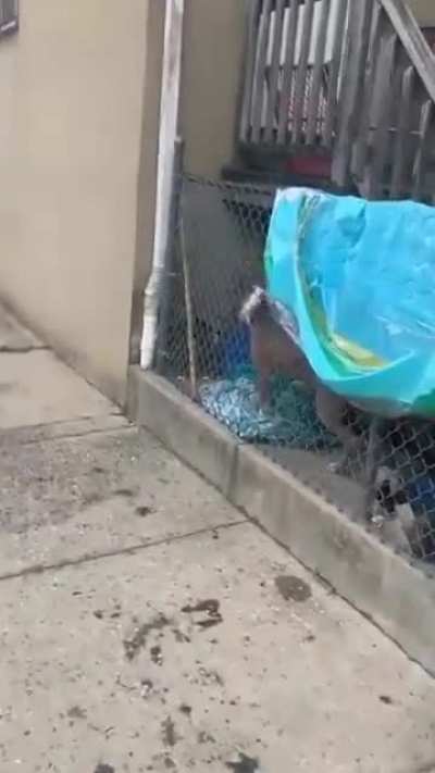 Cat in Baltimore takes on a pitbull, shows him who's boss.