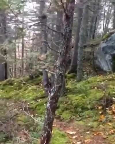 ? Winds make the trees sway and move the roots. Making it look like the forest is breathing.