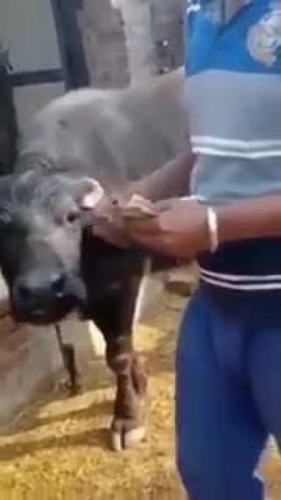 Who needs this special buffalo.