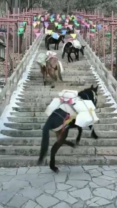 ? How Donkeys go up the stairs
