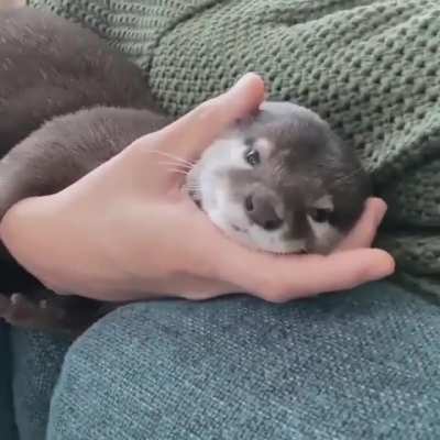 you otter like this