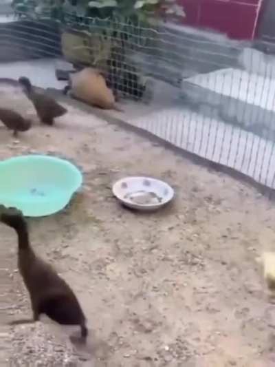 run