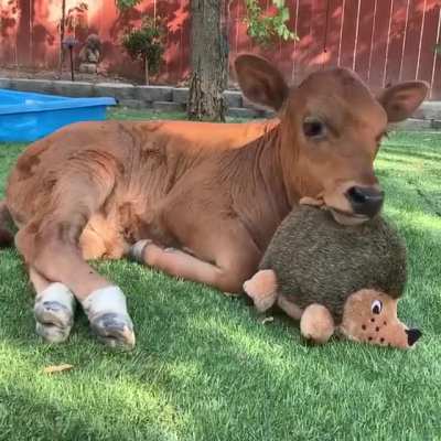 Cows are really just grass puppies ?❤️