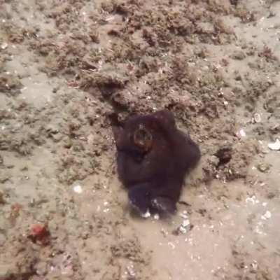 ? A spectacular example of color changing and camouflage by an octopus
