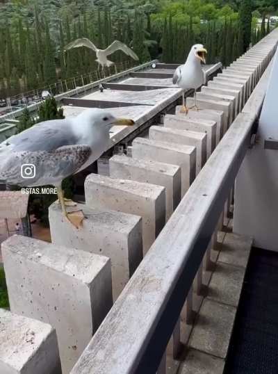 Seagull humor