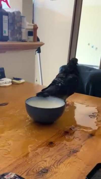 Splish splash