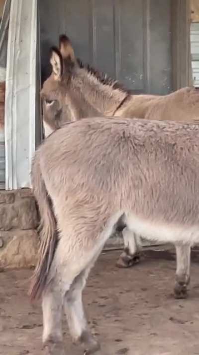 Knock knock! Who's there?