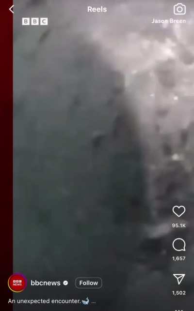 A whale collides with an Australian surfer ?‍♂️