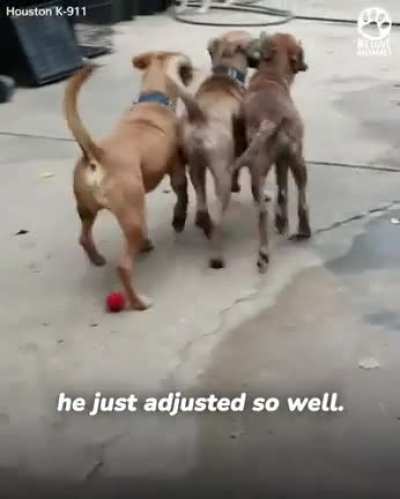 this sweet dog