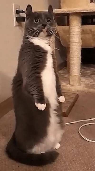 Sir, are you aware that you are a cat?