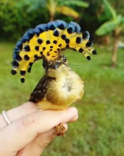 ? Peacock head looking bird