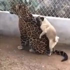 pug is in love