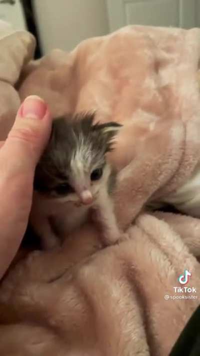 Tiny Kitten