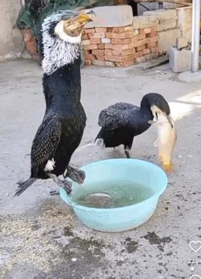 ? Aquatic bird eats an entire fish in a single swallow