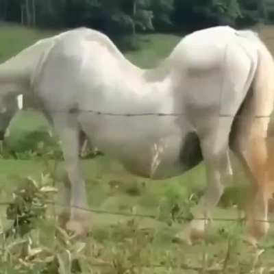 Bad back