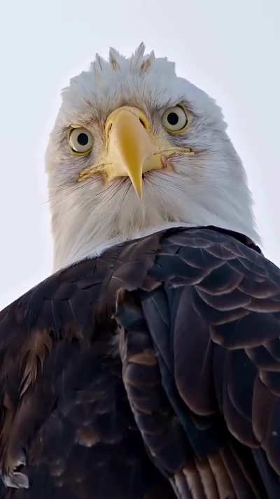 WHAT IS HE THINKING??