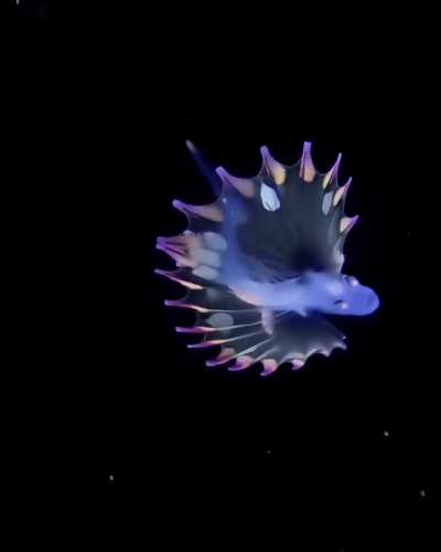 ? Rare footage of a Rainbow Tripod fish larva that seems extraterrestrial.