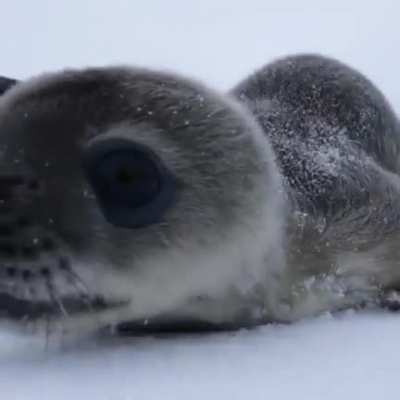? A Baby Seal checking out a Wildlife Photographer