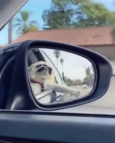 doggos are the best