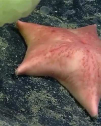 Scientists may have found the real life SpongeBob and Patrick nearly 6,200 feet below the Atlantic. A NOAA expedition captured a yellow sponge and pink sea star sitting side by side, and marine biologist Christopher Mah pointed out the obvious comparison.