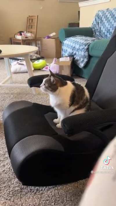 Kitty meows for his favorite cartoons