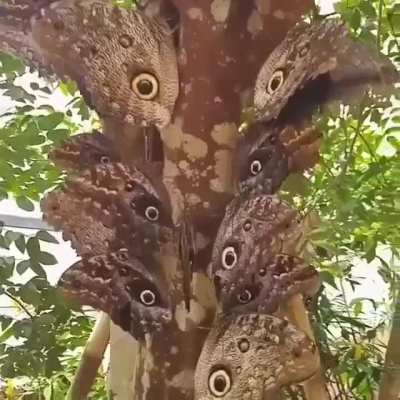 ? Giant owl butterflies.